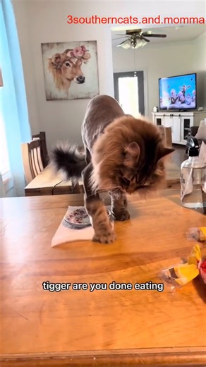 27 reactions | The struggles with Norwegian Forest Cats #norwegianforestcat #cat #longhairproblems_R | Jasmiine And Dapper | Facebook