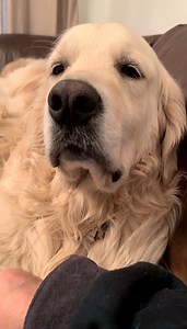 I did nots do dat Lisa! 🙄 YOU drool when snore, Bubbacini | Along Came Polly, Rosie and Bubba