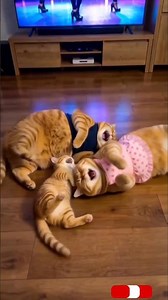 Dancing cats 🙀 #shortsfeed #shorts #shortsviral #fypシ #funny #comedy #comdeymemes #cat