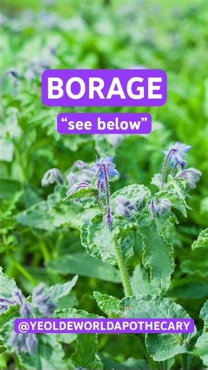 🌱 BORAGE AND ITS MANY USES 🌱