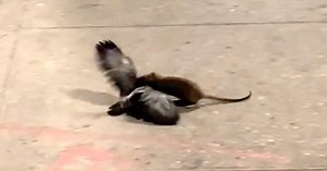 Video muestra cómo una rata furiosa ataca brutalmente a paloma en Nueva York