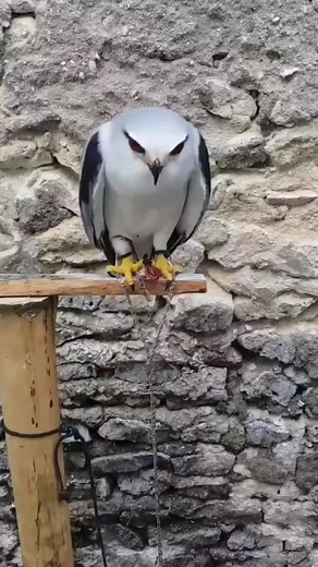 Falcon Hunting: A Close-Up Encounter with Nature