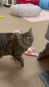 Saturday walk around with Maria #coburg #catnappingfamily | Cat Napping Suburban Retreat