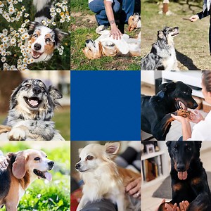 During #PetDentalHealthMonth, discover all our tips to take care of the oral hygiene of your pets. | Virbac