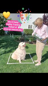 2.5K views · 22 reactions | #goldenretriever | Golden Retriever Rescue Resource, Inc. | Facebook