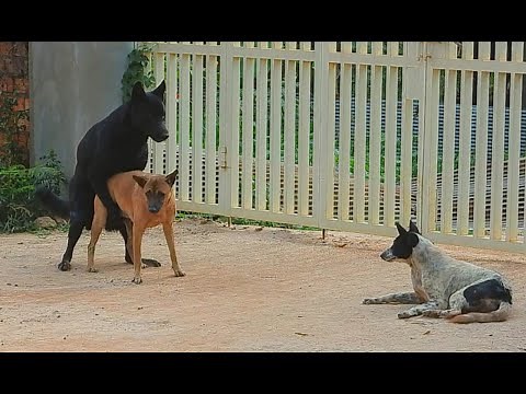 Street Dogs Mating - Breeding In Village - Asian Dog Blog