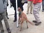 Connecticut K-9 bloodhound found after a 36-hour search