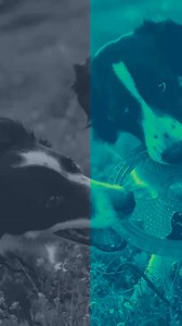 NEW PODCAST ONLINE NOW In this episode, Hannah Capon and Dr. Chelsea Dawson explore the emotional and practical challenges of managing canine arthritis. They discuss how to use a multimodal approach tailored to your dog’s needs and help you overcome feelings of guilt or doubt about your care. Did you ever feel guilty or worry you weren’t doing enough for your arthritic dog? How did you overcome that fear? Share your thoughts below!We’re taking a short Christmas break, but we’ll be back with more