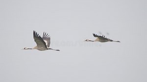 Common Crane Bird in Flight, Birds Flying in Sky Stock Footage - Video of bird, flying: 387938330