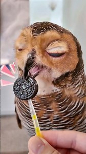 Bibib's Lollipop!🍭🦉