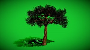 Umbrella Pine - Download Free 3D model by rhcreations