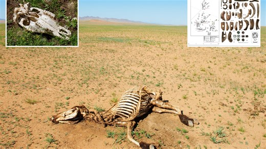 Scientists unearth tomb with bones of 18 horses sacrificed in grim rituals