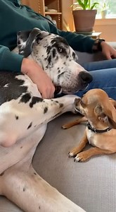 My 150lb Great Dane was just trying to have a peaceful nap, but the tiny boss had other plans! The patience on this big guy is level 100, but the Chihuahua really is a total brat! 😭 Who runs your house? The big dog or the tiny one? Let me know in the comments! 👇 #chihuahualife #greatdane #doghumor #funnypets #tinybutmighty #doglovers | Cute Pets