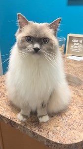 No more nice kitty 😾 #funnycat #ragdollcat #vetvisit #fluffy #happycat #friendlycat #catpeople #catbackpack #catvet | The Lexi Bunch