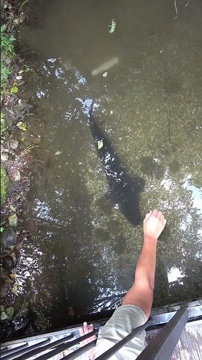 Sturgeon - Catching fish by hand - #shorts