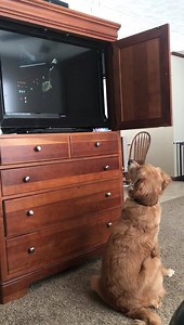 Pokey The Scowling Cat on Reels