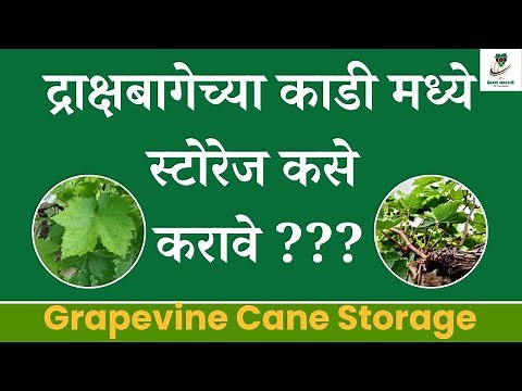 द्राक्षबागेच्या काडी मध्ये स्टोरेज कसे करावे ???Grapevine Cane Storage #grape #farming #द्राक्ष