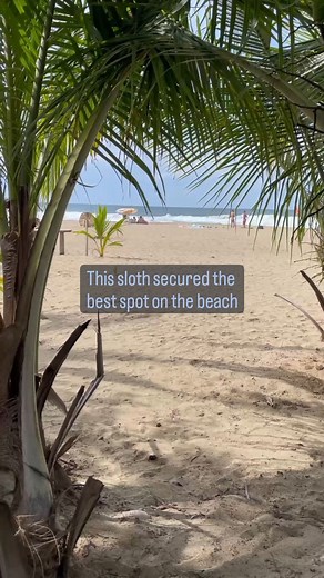 This two-fingered sloth secured the best spot on the beach! 🏖️ Scenes like this are typical here in the South Caribbean; for this reason, we are studying the impacts of urbanization on wild sloths like this one. Visit our website to learn more about sloths and conservation! credits: @marco_stammberger . #relax #tropical #paradise #beach #caribbean #costaRica | The Sloth Conservation Foundation
