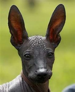 Presidential Canines