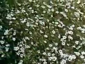 71K views · 528 reactions | Na ye jamin thi na aasman tha magar... | Purane Hindi Gaane | Facebook