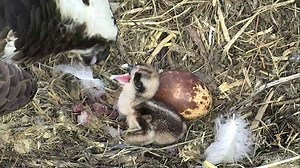 Sashimi dinners for hatchlings, plus playful kittens and a new puffin cam! Watch them all live by clicking the links in the comments. | explore.org