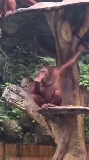 The taste looks very good. #explore #tiktokvideo #tiktok