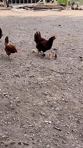 臘‍♀️藍 broody hen! | E/L Blessings Farm | Facebook