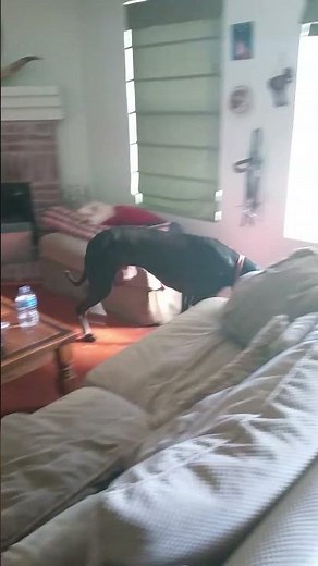 Guilty dog slips through door after getting caught