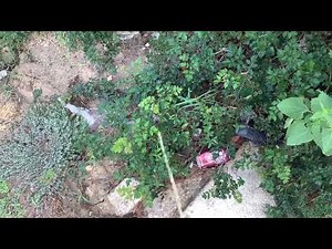 Peeing In The Bushes