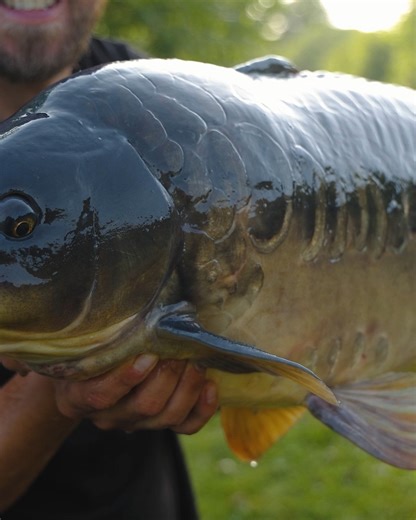 What a Carp! 😍🐋 Did you see our latest video last week? This early morning carp was Lewis' reward for plenty of hard work during his session, and what a carp it was 🔥 To see the full film, and how this fish (including one over 10lb bigger!) were caught, watch it now on the Fox International YT channel 📺 #FoxInternational #Carpy #Fishing #CarpFishing | Fox International