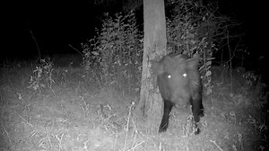 Hogzilla at the rubbing tree | Lance Vick Outdoors