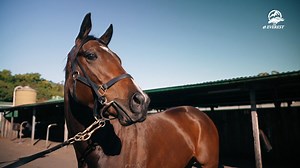 "I think this is the year we can see the progressive horses coming through." As some of the top two-year-olds from last season from the Gai Waterhouse & Adrian Bott Racing yard prepare to step out at the trials and get their spring under way, find out from Adrian Bott about how the likes of Storm Boy, Lady Of Camelot and Espionage are shaping up and are they #TABEverest hopefuls? 🎥Sky Racing | Racing NSW