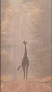 4.3K views · 55 reactions | Beautiful giraffe walking in the golden haze of the early morning sunshine ☀️ 漣 @rowan_poortier #GottaLoveSA #giraffe #wildlifeplanet #wildlifeconservation #wildanimals #wildlifeconservation #wildlifecontent #morningsun #africa #safari #safaritravel #safariguide #safariphotography #calmness #serenity #naturelover #naturegram #travelphotography #travel #explore | GottaLoveSA | Facebook