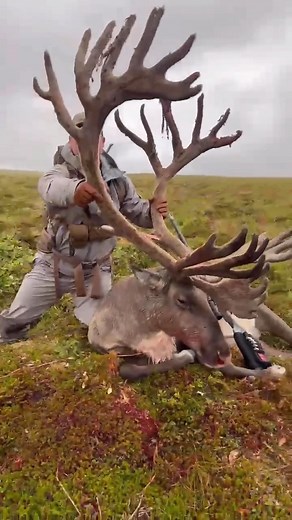 1.8K views · 261 reactions | STUD barren ground caribou for @huntmasterstv - congratulations!! #outdooredgeknives #outdooredge #knives #wildgame #hunting #outdoors #huntinglife #fieldtotable #makethecut #workknife #utilityknife #huntingknife #ranchlife #fieldtoplate #fieldtofork #wildgameprocessing #eatwhatyoukill | Outdoor Edge Knives & Tools | Facebook