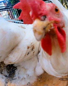 12K views · 29 reactions | You can trick chicks with this | No Way | Facebook