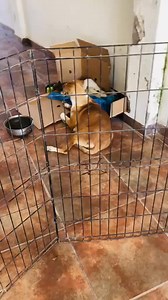 AYUDA URGENTE!! Son 13 cachorros de tres diferentes camadas y 5 adultos y se nos terminó el alimento! Necesitamos al menos un costal de alimento para cachorro y uno para adultos 🥰Antier pagamos desparacitantes para todos, ahí se nos fue el fondo que teníamos y el alimento no nos alcanzó para terminar la semana. Nos apoyas? Puedes hacerlo a la tarjeta BANCOPPEL 4169 1614 3803 3705 Cualquier cantidad ayuda 🙏🏻🐾 Gracias Gracias Gracias | Patitas Felices Guasave AC Sinaloa México