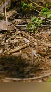 202K views · 2.4K reactions | Perjalanan kura-kura raksasa galapagos yang mengukir sejarah dari zaman purba | Uniknesia | Facebook