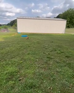 Piper working on her recall with the e-collar. This girl is getting so close to off leash freedom! #balancedtrainer #marylanddogtrainer #mdk9 #dogtrainer #localdogtrainer #mdk9training #dogboardandtrain #mdk9boarding #offleashlife #ecollartechnologies | Mason Dixon K9