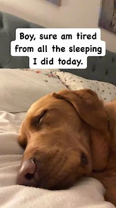 4K views · 28 reactions | Comfy #pets #labs #dogs #labradors #labradorable #sleeping #viral | Rob And Elizabeth | Facebook