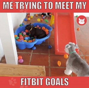 ACCURATE. | The Pet Collective