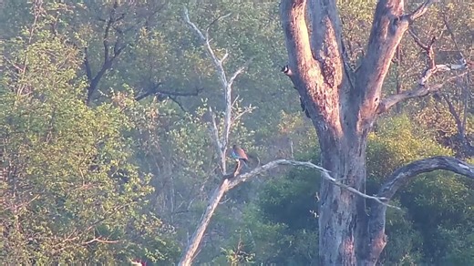 2.2K views · 13 reactions | Lilac-breasted Roller | WildEarth Cam | Facebook