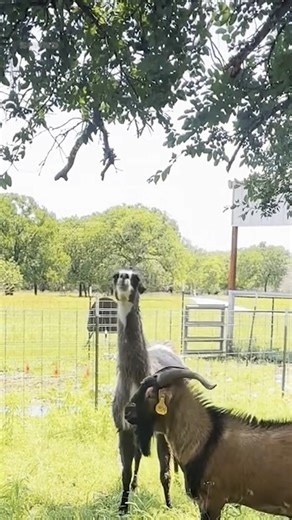 70K views · 362 reactions | That was personal! 藍 (Via - Melissa F.) | The Pet Collective | Facebook