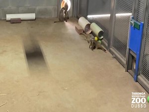 4.1K views · 308 reactions | How cute are our Meerkat pups playing 'soccer' in their behind-the-scenes night house!? 殺⚽  Keeper Rez | Taronga Western Plains Zoo | Facebook