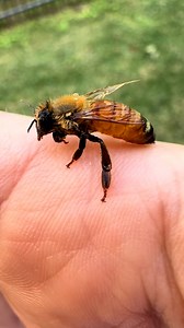 3.3M views · 100K reactions | Save the bees!  | Furry Tails | Facebook