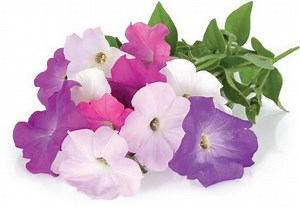 Click and Grow 3 vnt. papildymas -...