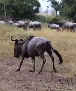injured wildebeest | Gavin Gordon