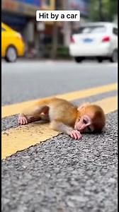 Don’t give up little guy, we are doing everything to save you ❤️🐵 #savinglives #baby #monkey #rescue #urgent #prayer #fyp #kindness #reelsviralシ #christmas #holidaygreetings #happyholidays #gifts | SatisfyPopz