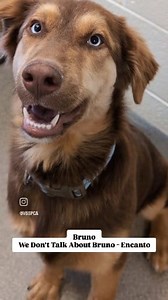 Walking around the shelter has these songs stuck in our head. Comment your favorite, or visit vbspca.com/adoptable-animals/ and let us know who we should have included. #vbspca #adoptdontshop #adoptme #adoptashelterdog #adoptasheltercat | Virginia Beach SPCA