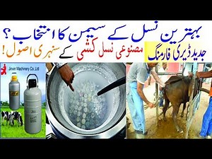 How to select semen to get high producing dairy cows