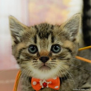 マンチカン(長足)【神奈川県・男の子・2024年6月25日・ブラウンタビー&ホワイト】👑 2024年上半期アワード関東1位 👑｜みんなの子猫ブリーダー（子猫ID：2408-00546）